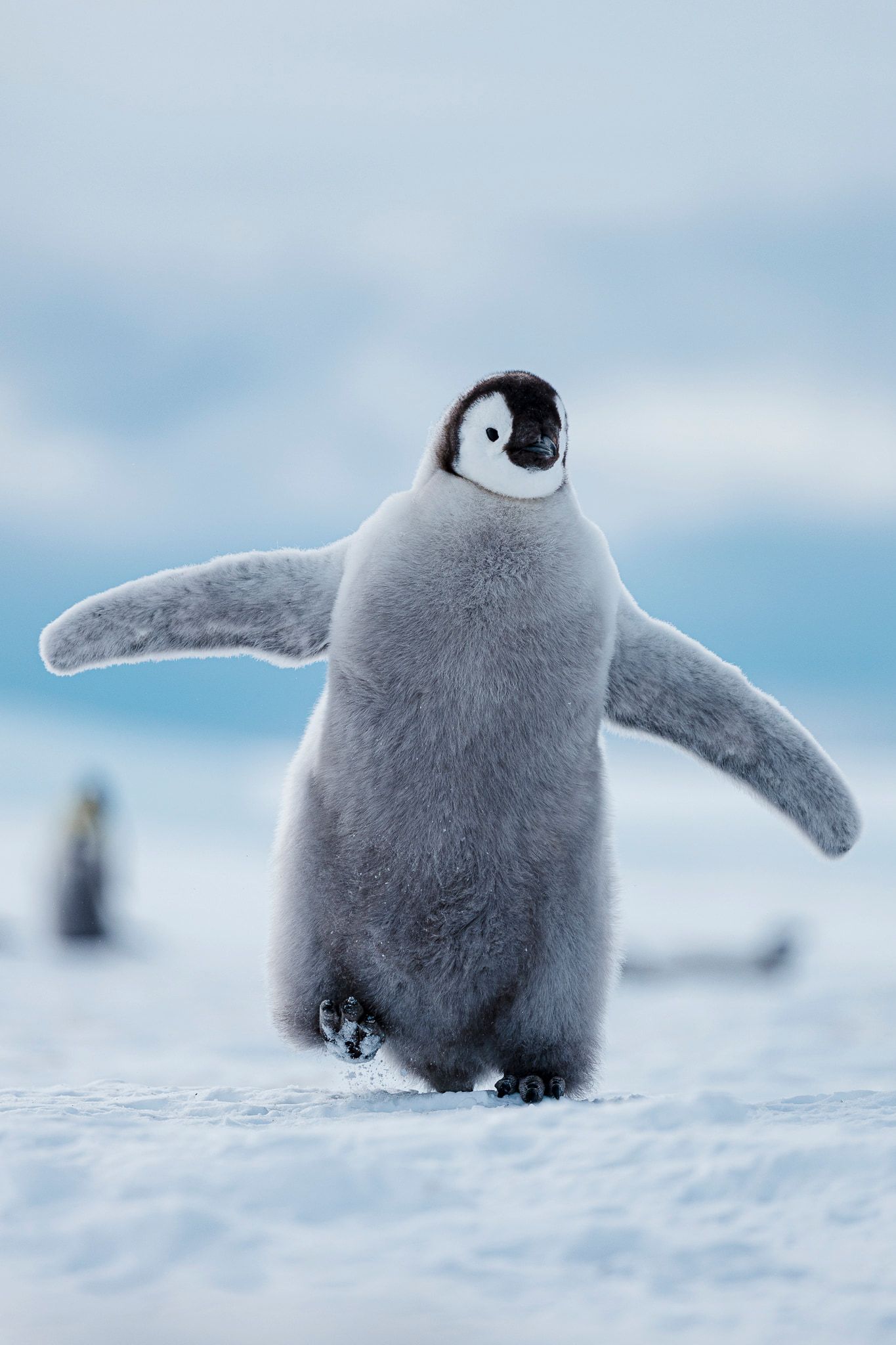 Baby Penguins & Blue Tunnels