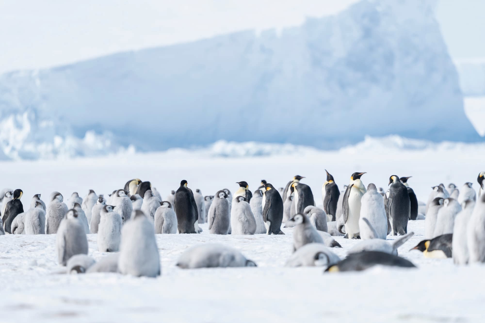 Immerse yourself in the vibrance of the Emperor penguin colony