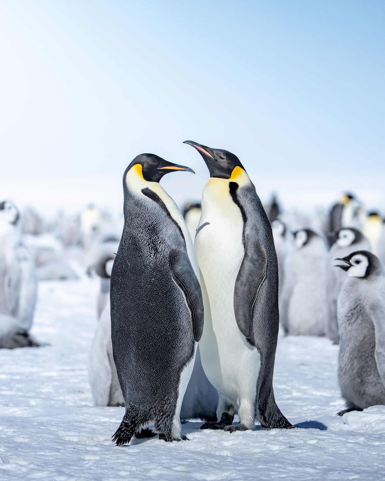 South Pole & Penguins