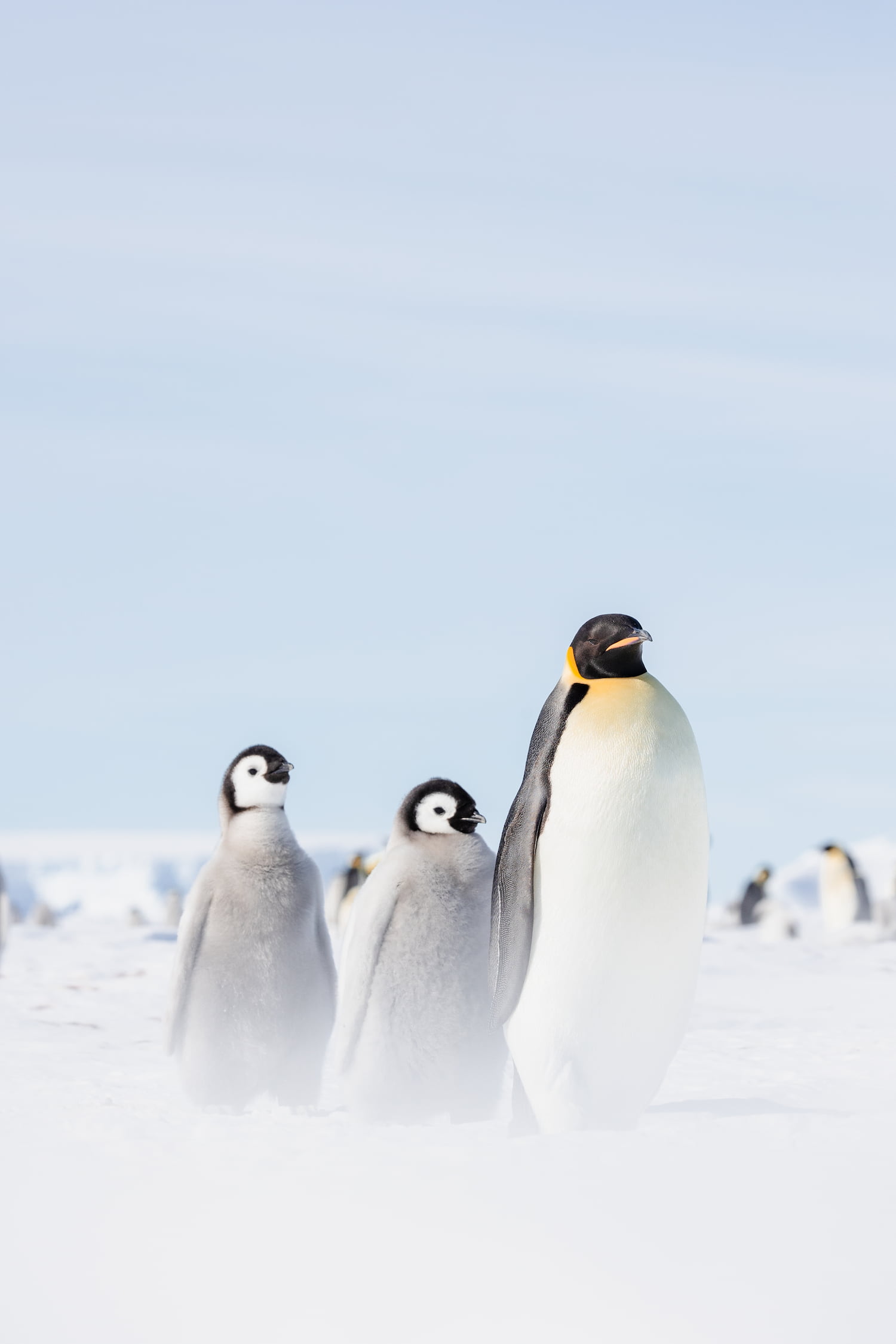 The First Steps